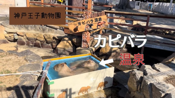 【王子動物園】カピバラ温泉のカピバラがかわいすぎた。ハッピードールのお人形さんにも出会えた！