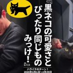ヤマト運輸『黒ネコの可愛さとぴったり同じものみっけ！』【ハライチのターン！コーナー】2024年2月1日〜2月29日