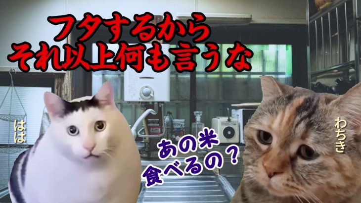 ネズミが家にいる！子供時代の思い出話し  その2【猫ミーム  猫マニ】