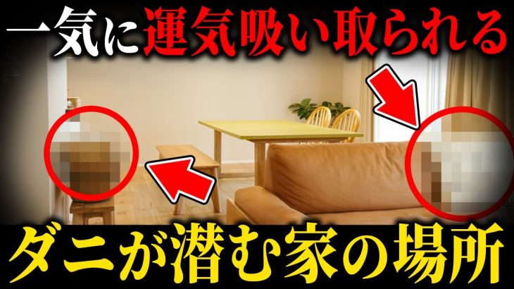 【要注意！今すぐ見て】本当に危険！この時期〇〇だとダニが大発生します！このままだと運気を全て吸い取られます！