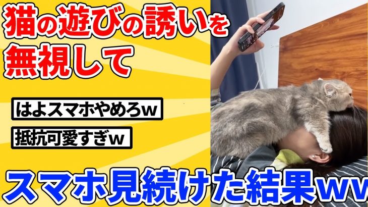 【2ch動物スレ】遊びたい猫を無視してスマホ触り続けた結果ｗｗｗｗｗ