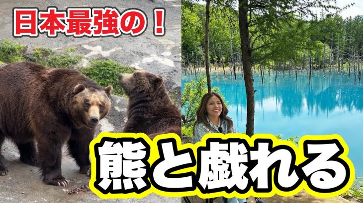 ヒグマは想像以上にでかかった！青い池は写真より青かった。/車椅子で北海道旅行#vlog