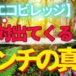 【11人と12人の境目】エコビレッジが丸く収まらなくなる瞬間【エコビレッジビルダー 山納銀之輔さん16】斎名智子 山本時嗣 山納銀之輔 銀ちゃん スピリチュアル 心理学 日本 earth サステナブル