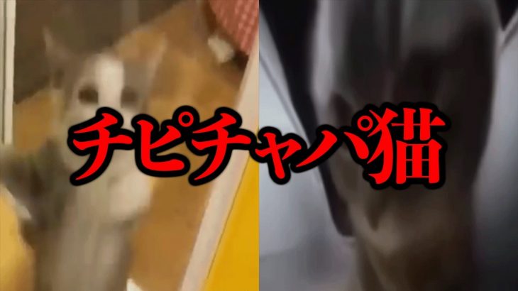 映像の出所が不明…？猫ミームの元ネタ「チピチャパ猫」「ハッピー猫」【投票企画第3位】