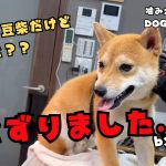 暴れん坊な豆柴の噛み犬グルーミング！！