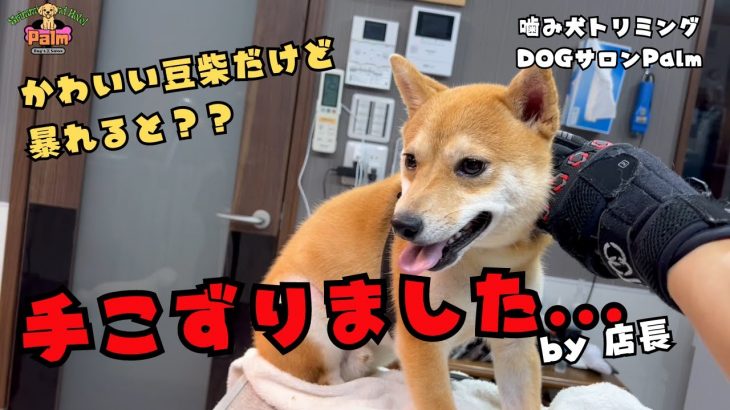 暴れん坊な豆柴の噛み犬グルーミング！！