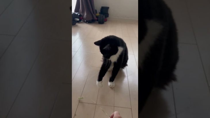 カヲちゃんの動画　その３　ねこに猫じゃらしやったら、立った！　#shorts