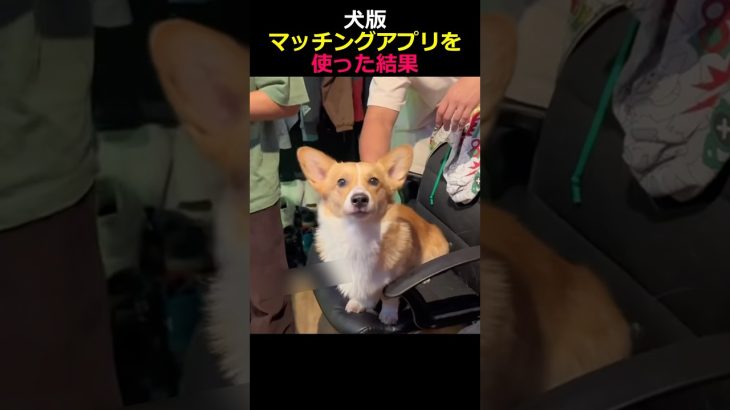 犬版マッチングアプリを使った結果